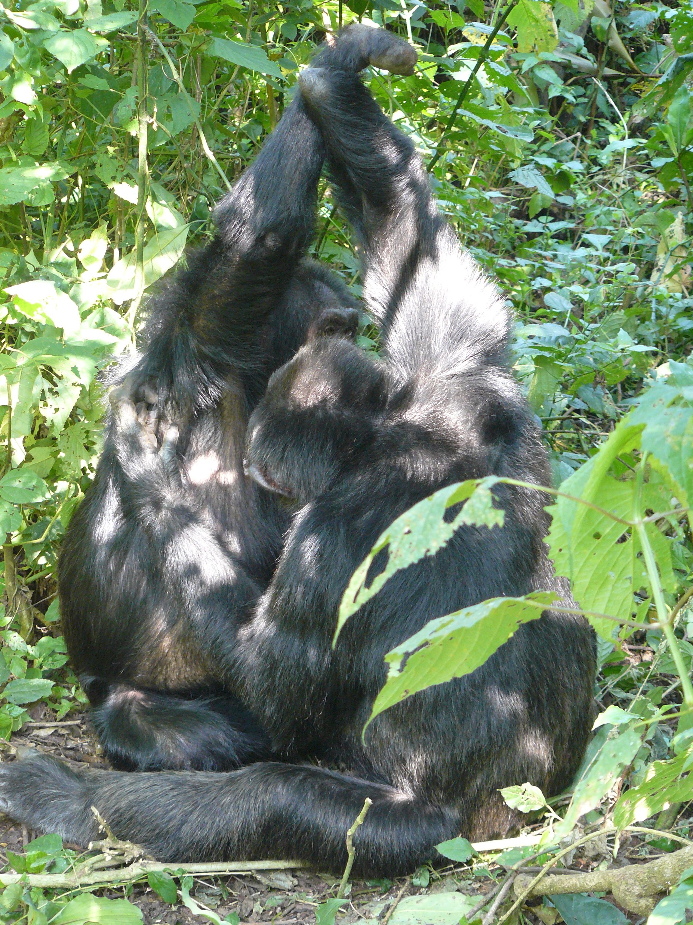Baboon